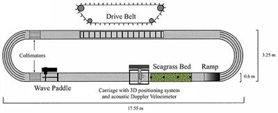 Ammonium Uptake Rates in a Seagrass Bed under Combined Waves and Currents